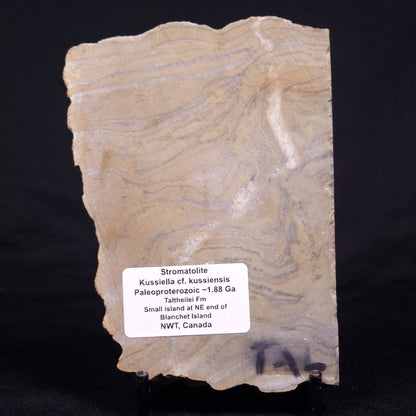 KUSSIELLA CF. KUSSIENSIS, Paleoproterozoic, Canada ZKK041