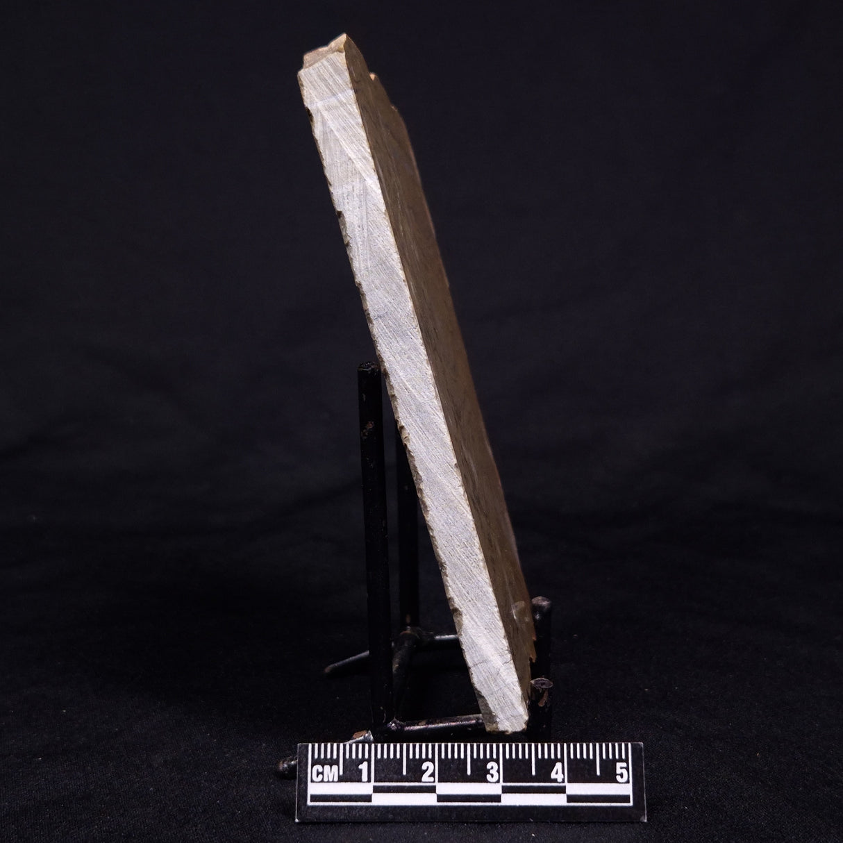 KUSSIELLA CF. KUSSIENSIS, Paleoproterozoic, Canada ZKK041