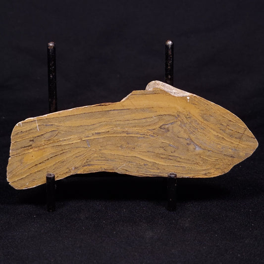 KUSSIELLA CF. KUSSIENSIS, Paleoproterozoic, Canada ZKK042