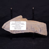 KUSSIELLA CF. KUSSIENSIS, Paleoproterozoic, Canada ZKK042