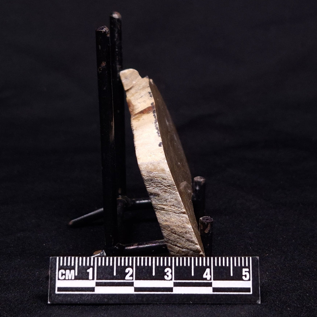 KUSSIELLA CF. KUSSIENSIS, Paleoproterozoic, Canada ZKK042