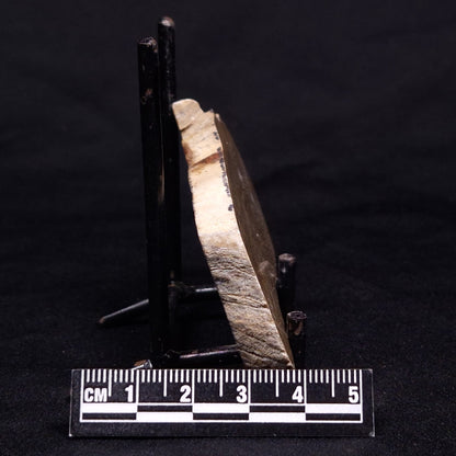 KUSSIELLA CF. KUSSIENSIS, Paleoproterozoic, Canada ZKK042