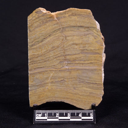 KUSSIELLA CF. KUSSIENSIS, Paleoproterozoic, Canada ZKK043
