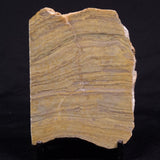 KUSSIELLA CF. KUSSIENSIS, Paleoproterozoic, Canada ZKK043