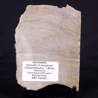 KUSSIELLA CF. KUSSIENSIS, Paleoproterozoic, Canada ZKK043