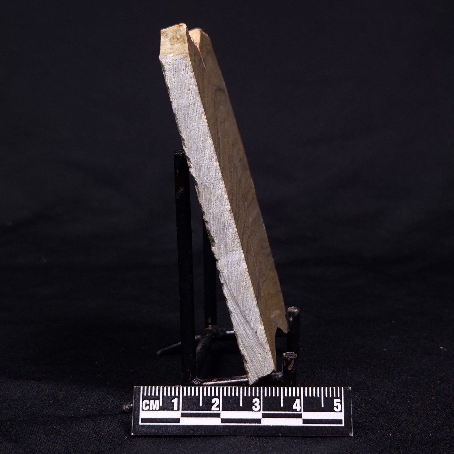 KUSSIELLA CF. KUSSIENSIS, Paleoproterozoic, Canada ZKK043