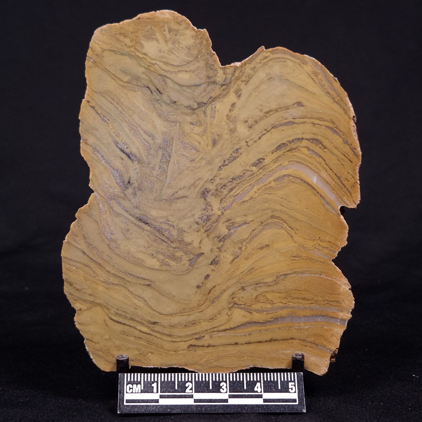 KUSSIELLA CF. KUSSIENSIS, Paleoproterozoic, Canada ZKK044