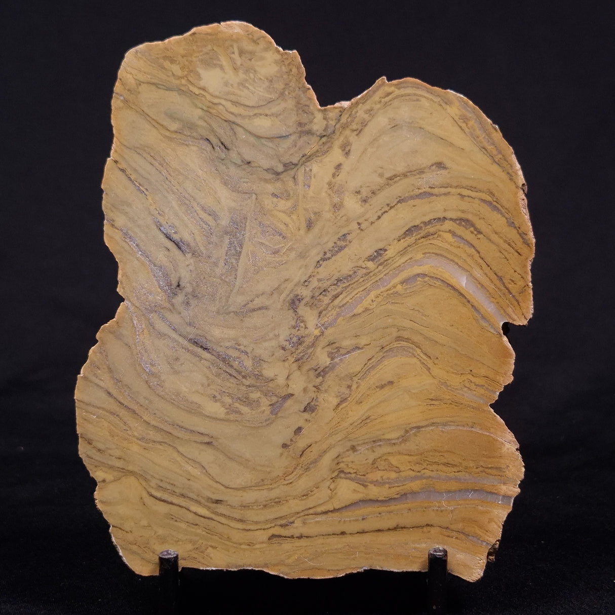 KUSSIELLA CF. KUSSIENSIS, Paleoproterozoic, Canada ZKK044