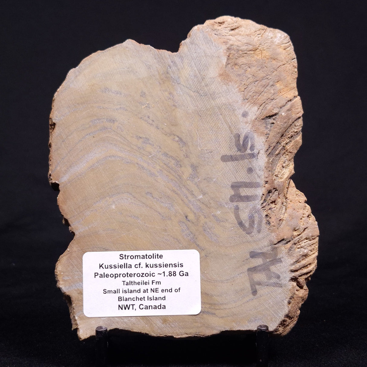 KUSSIELLA CF. KUSSIENSIS, Paleoproterozoic, Canada ZKK044