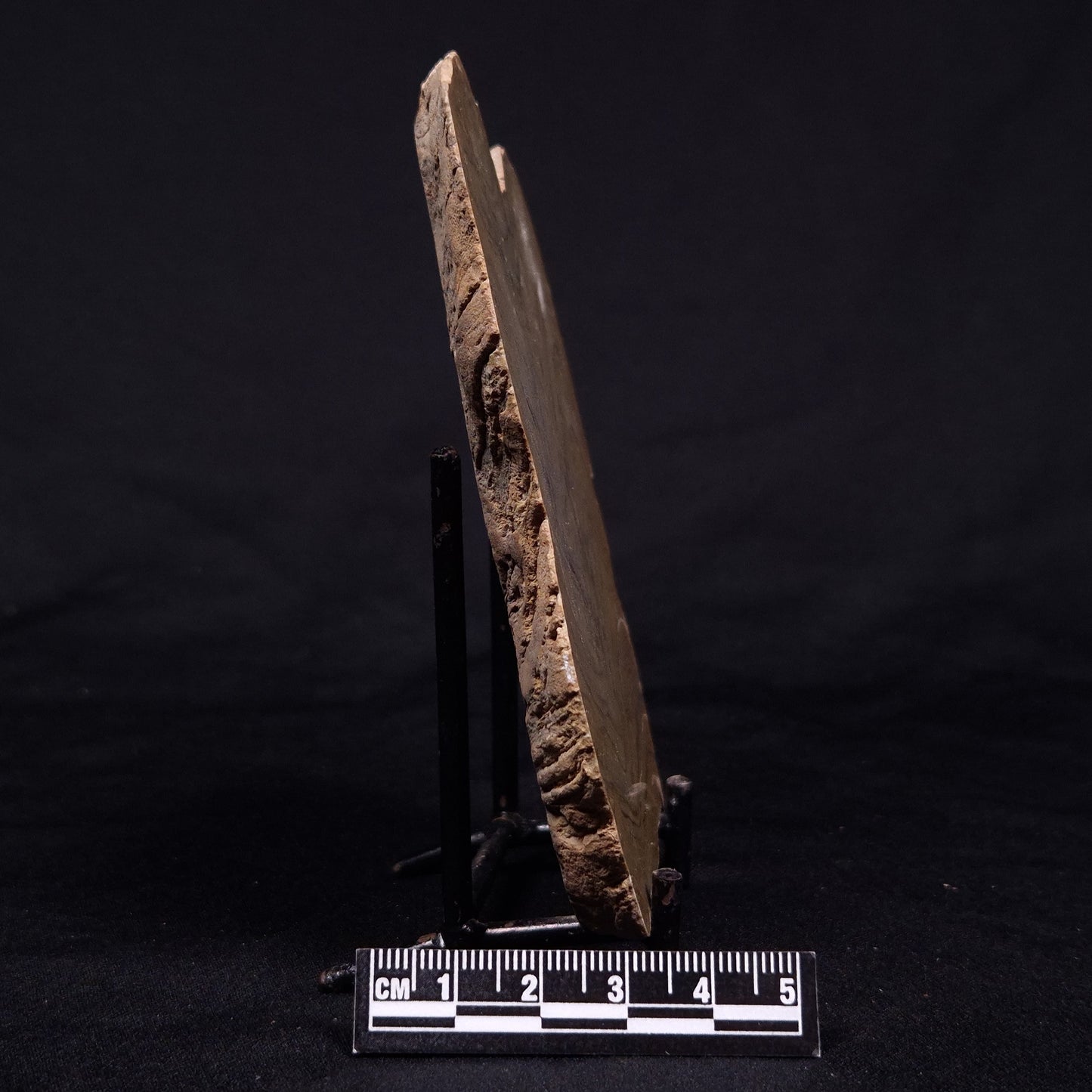 KUSSIELLA CF. KUSSIENSIS, Paleoproterozoic, Canada ZKK044