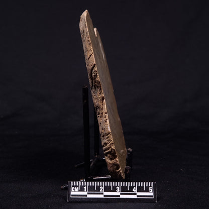 KUSSIELLA CF. KUSSIENSIS, Paleoproterozoic, Canada ZKK044