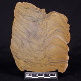 KUSSIELLA CF. KUSSIENSIS, Paleoproterozoic, Canada ZKK045