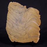 KUSSIELLA CF. KUSSIENSIS, Paleoproterozoic, Canada ZKK045