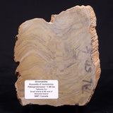 KUSSIELLA CF. KUSSIENSIS, Paleoproterozoic, Canada ZKK045