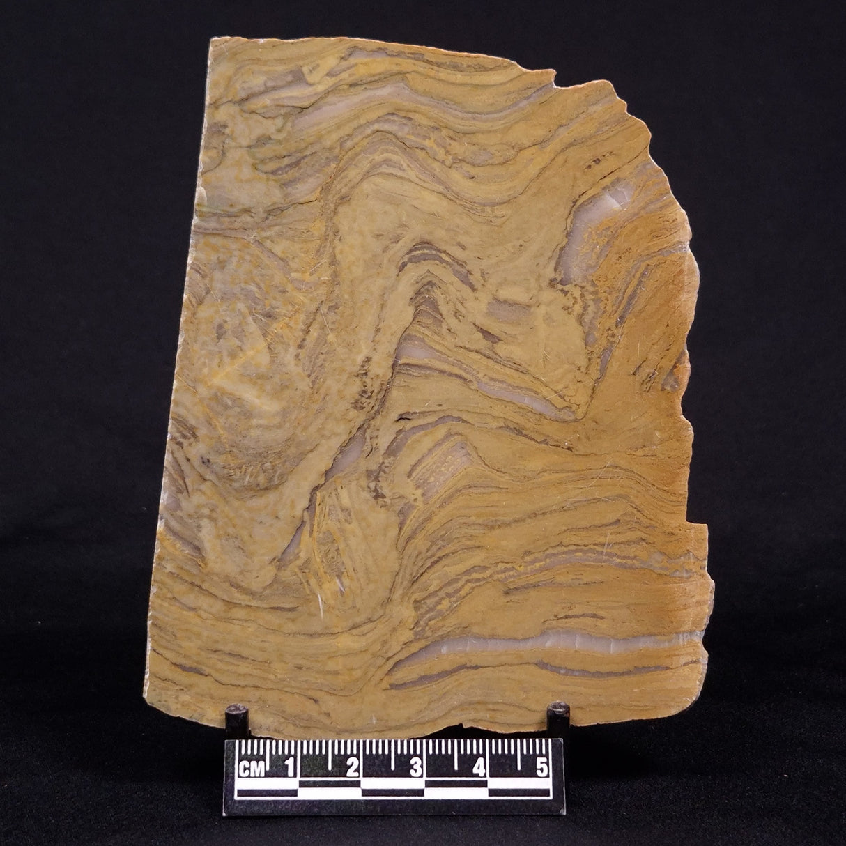 KUSSIELLA CF. KUSSIENSIS, Paleoproterozoic, Canada ZKK046