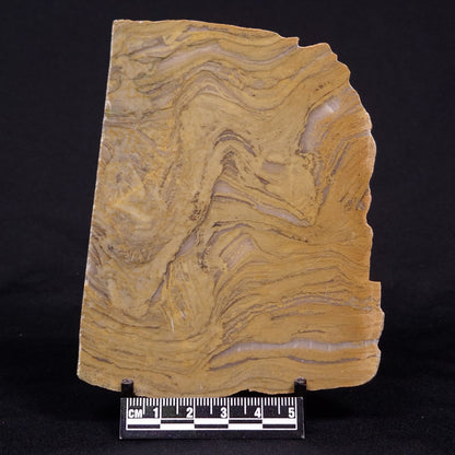 KUSSIELLA CF. KUSSIENSIS, Paleoproterozoic, Canada ZKK046