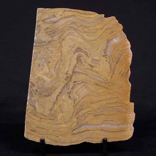 KUSSIELLA CF. KUSSIENSIS, Paleoproterozoic, Canada ZKK046