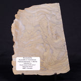 KUSSIELLA CF. KUSSIENSIS, Paleoproterozoic, Canada ZKK046