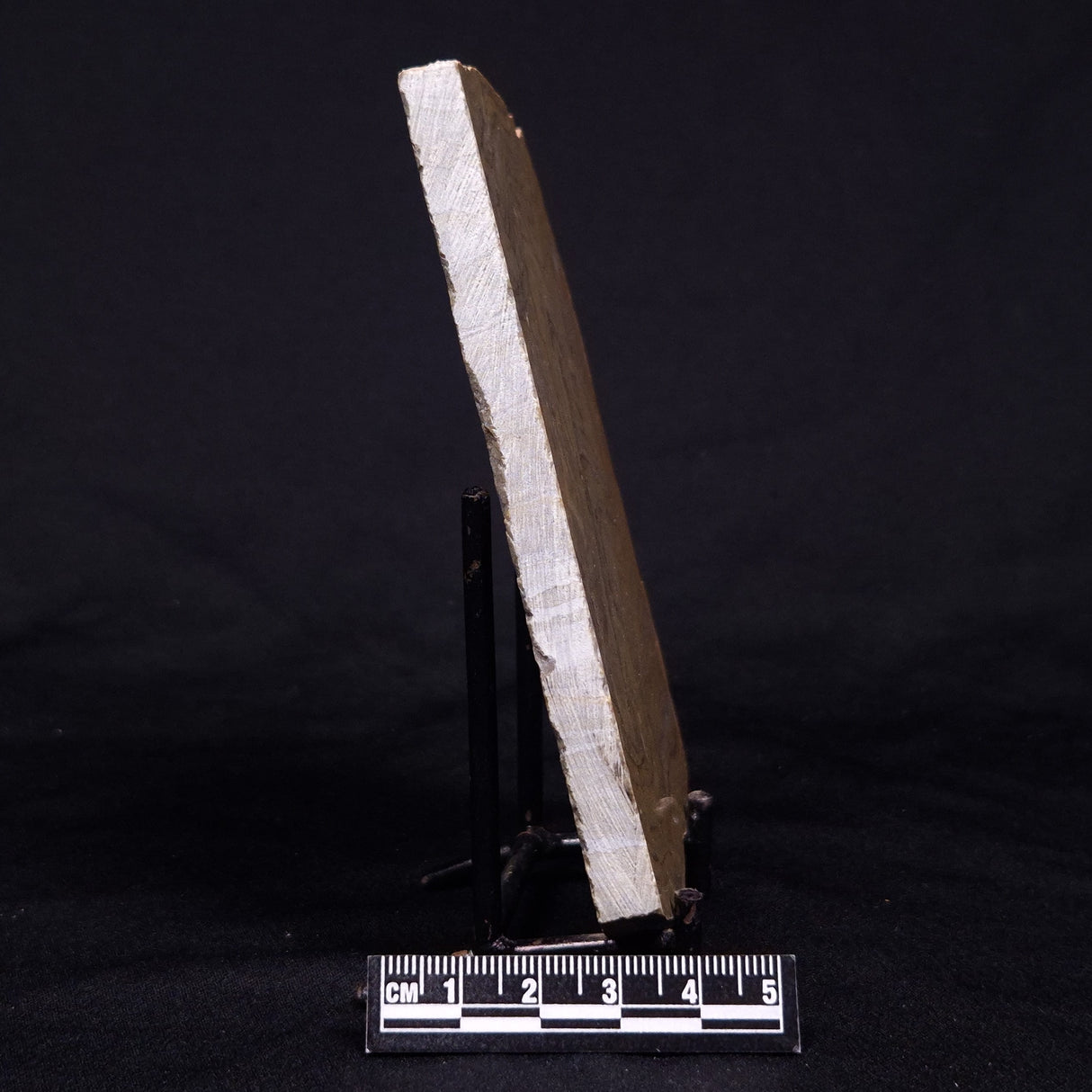 KUSSIELLA CF. KUSSIENSIS, Paleoproterozoic, Canada ZKK046