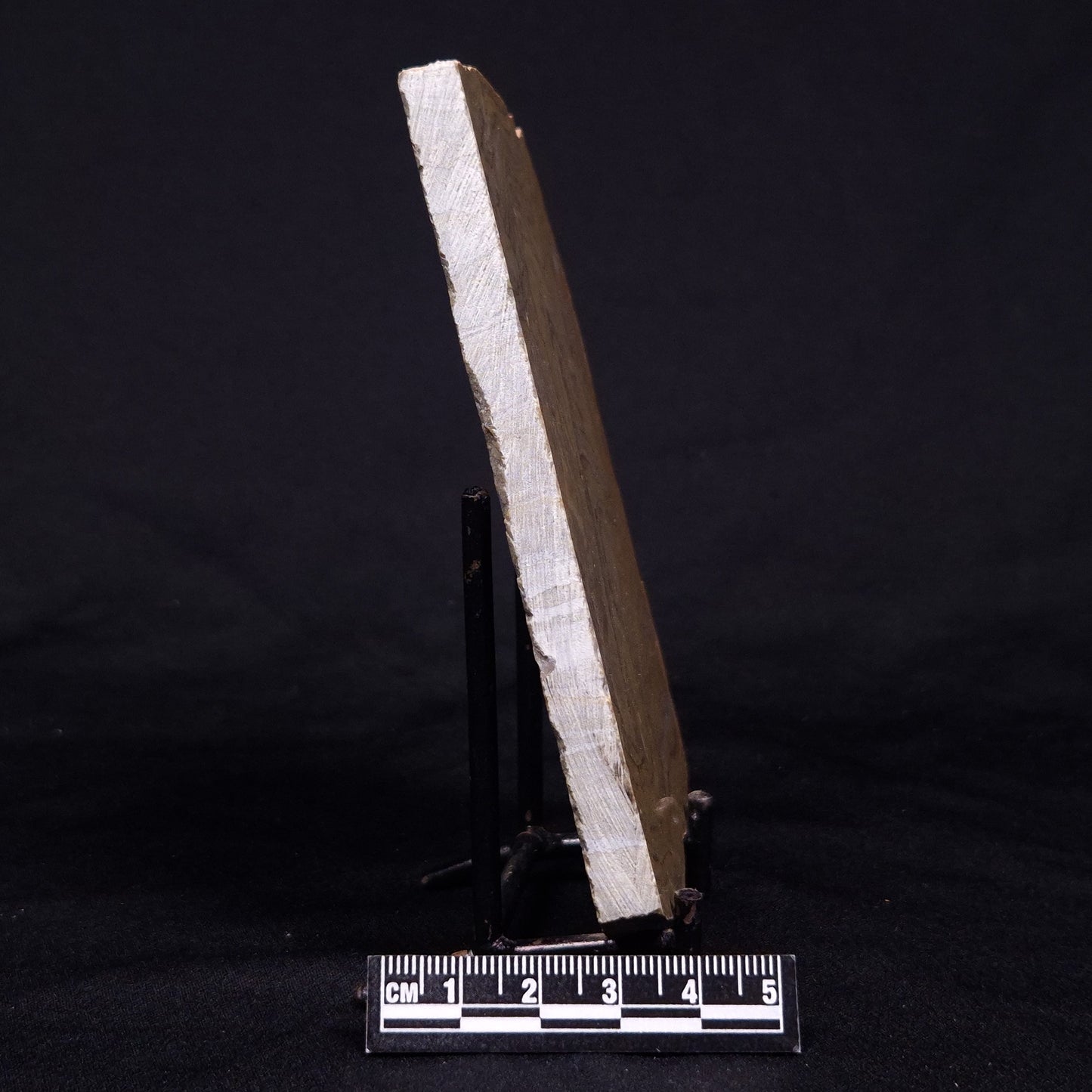 KUSSIELLA CF. KUSSIENSIS, Paleoproterozoic, Canada ZKK046