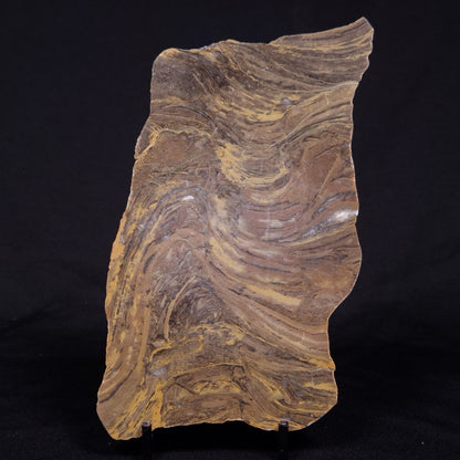 KUSSIELLA CF. KUSSIENSIS, Paleoproterozoic, Canada ZKK047