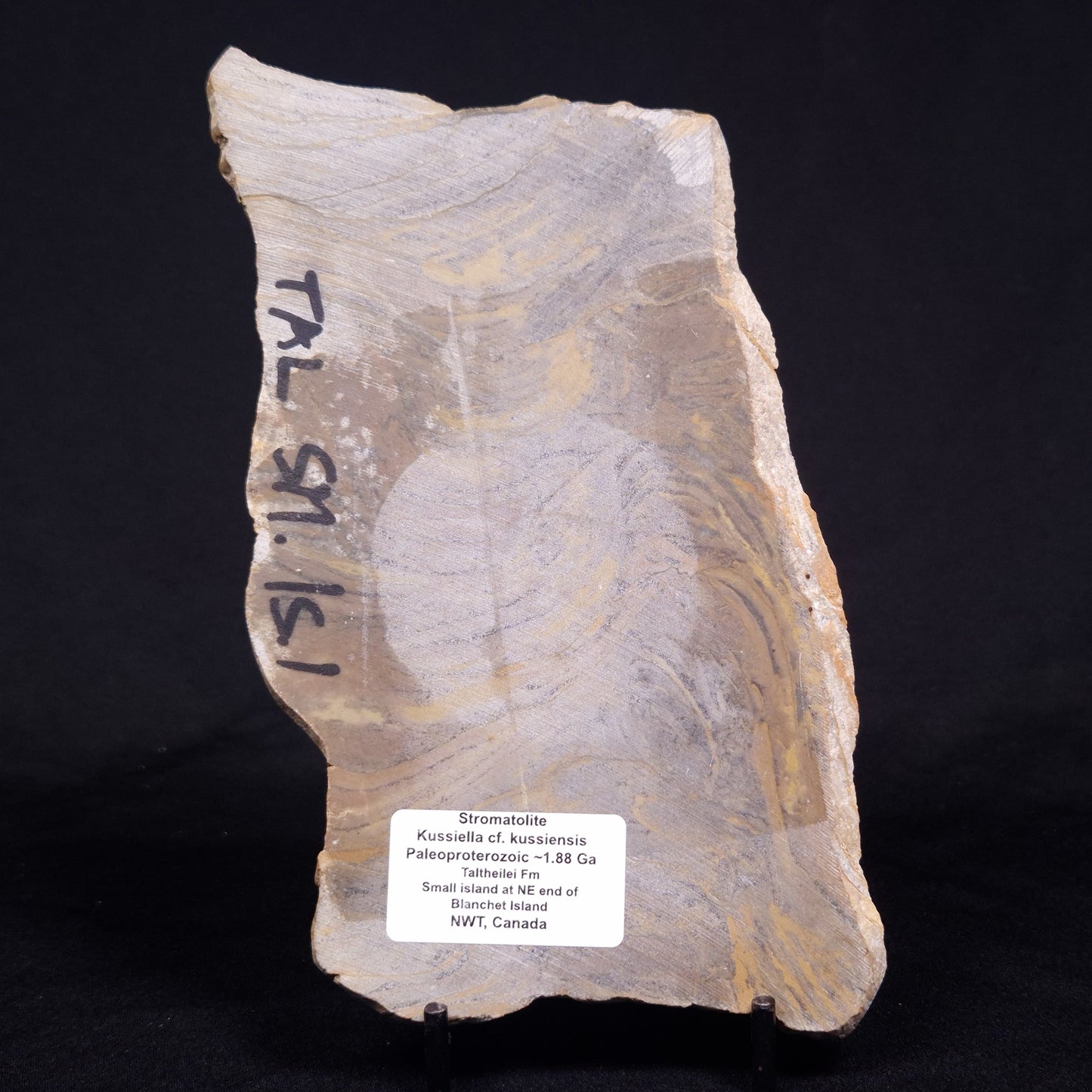 KUSSIELLA CF. KUSSIENSIS, Paleoproterozoic, Canada ZKK047
