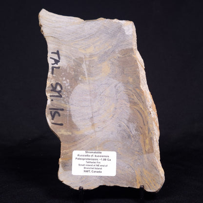KUSSIELLA CF. KUSSIENSIS, Paleoproterozoic, Canada ZKK047