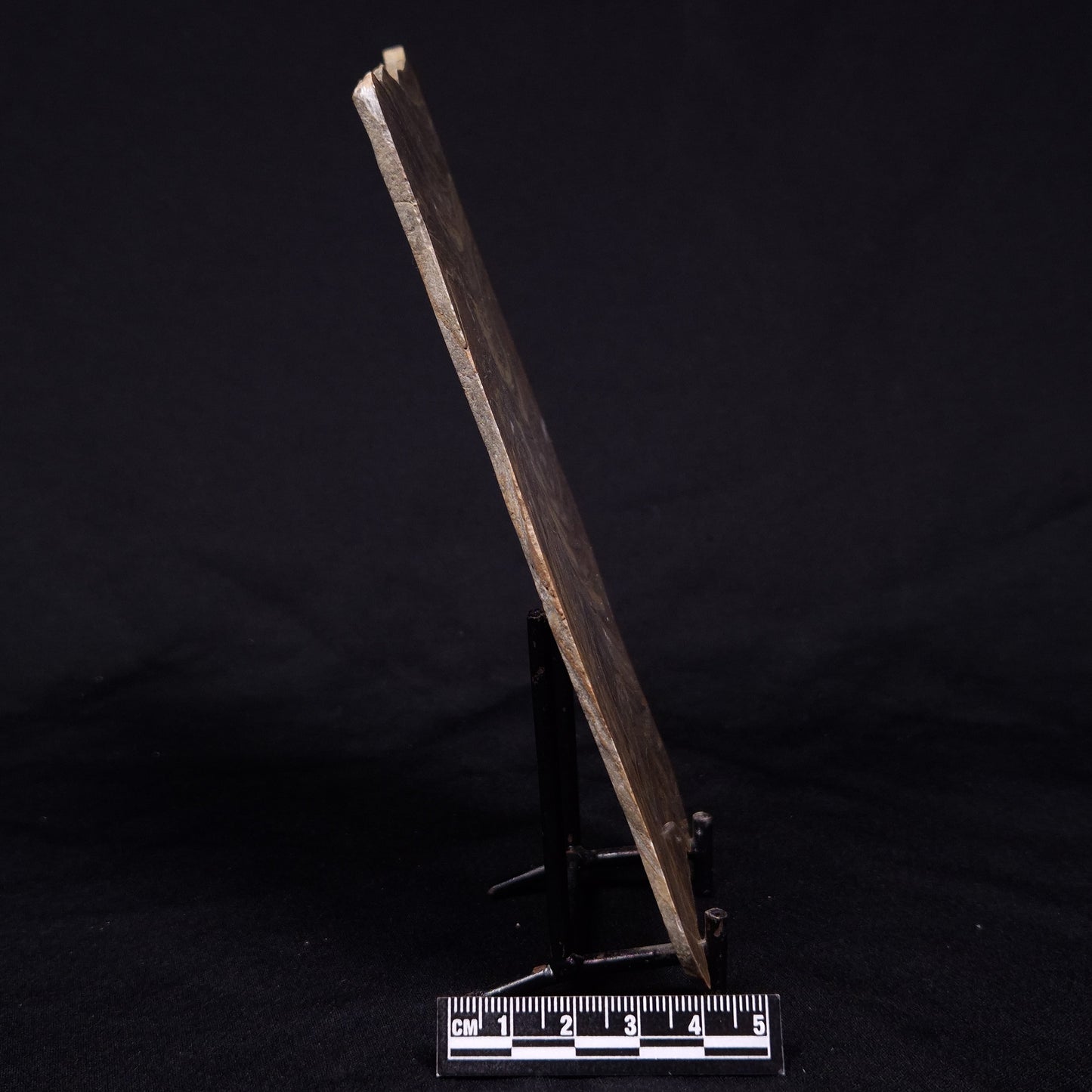 KUSSIELLA CF. KUSSIENSIS, Paleoproterozoic, Canada ZKK047