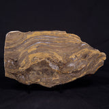 KUSSIELLA CF. KUSSIENSIS, Paleoproterozoic, Canada ZKK048