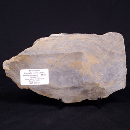 KUSSIELLA CF. KUSSIENSIS, Paleoproterozoic, Canada ZKK048