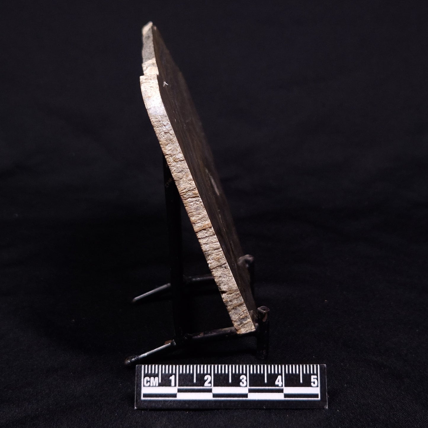 KUSSIELLA CF. KUSSIENSIS, Paleoproterozoic, Canada ZKK048