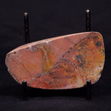 PILBARIA PERPLEXA STROMATOLITE, Australia ZPP008