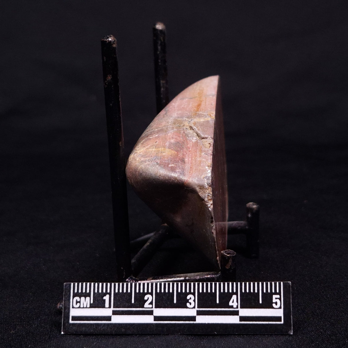 PILBARIA PERPLEXA STROMATOLITE, Australia ZPP008