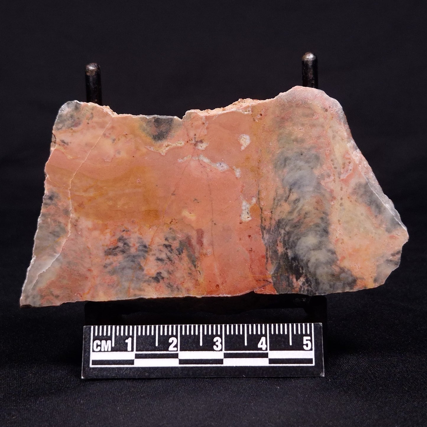 PILBARIA PERPLEXA STROMATOLITE, Australia ZPP009