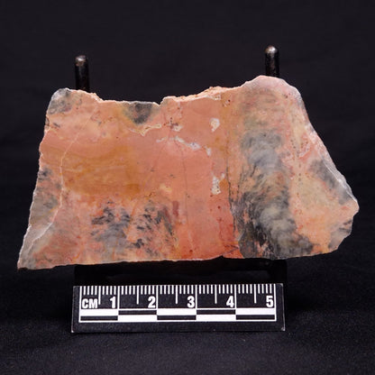 PILBARIA PERPLEXA STROMATOLITE, Australia ZPP009