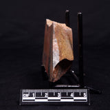 PILBARIA PERPLEXA STROMATOLITE, Australia ZPP009