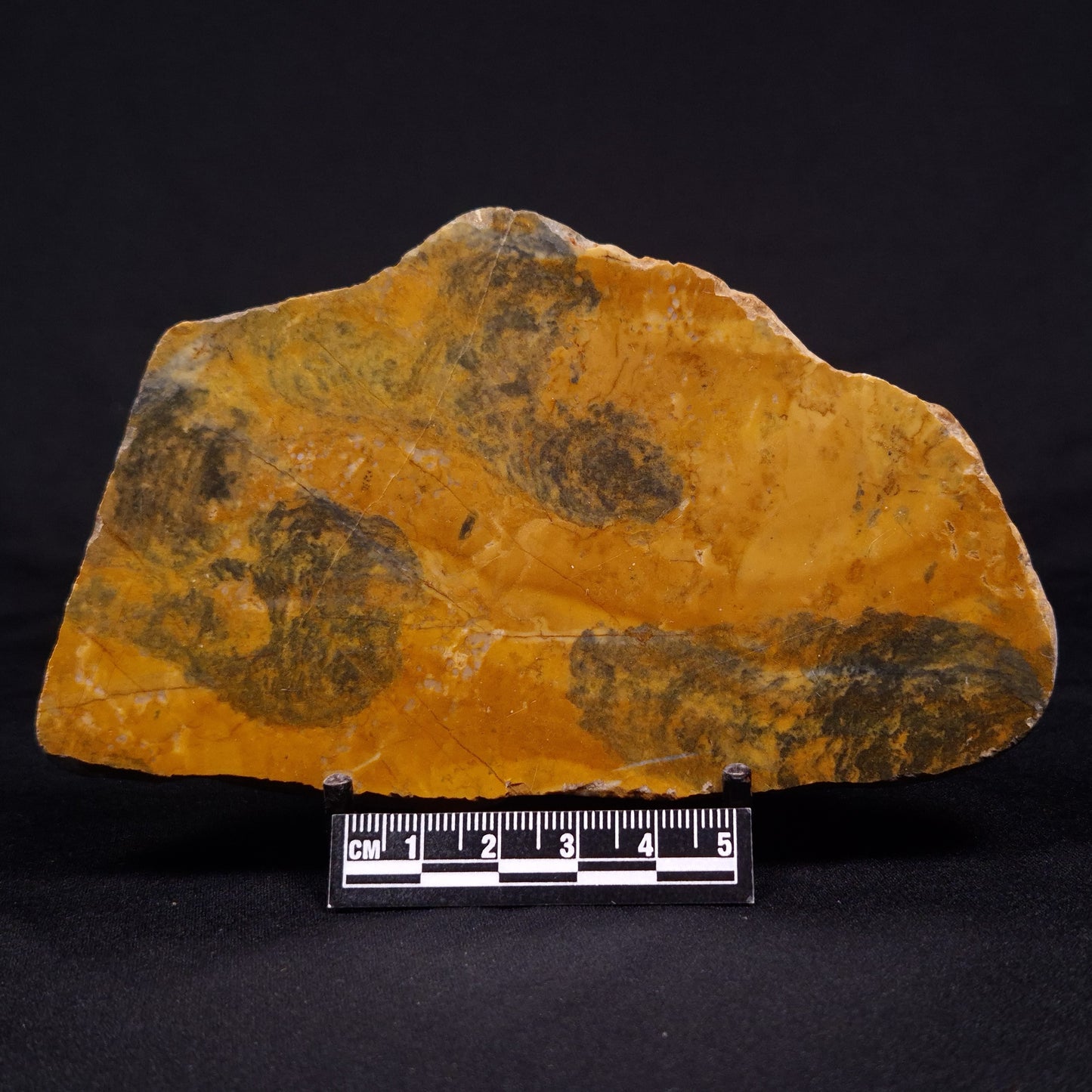 PILBARIA PERPLEXA STROMATOLITE, Australia ZPP010