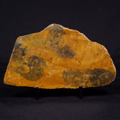 PILBARIA PERPLEXA STROMATOLITE, Australia ZPP010