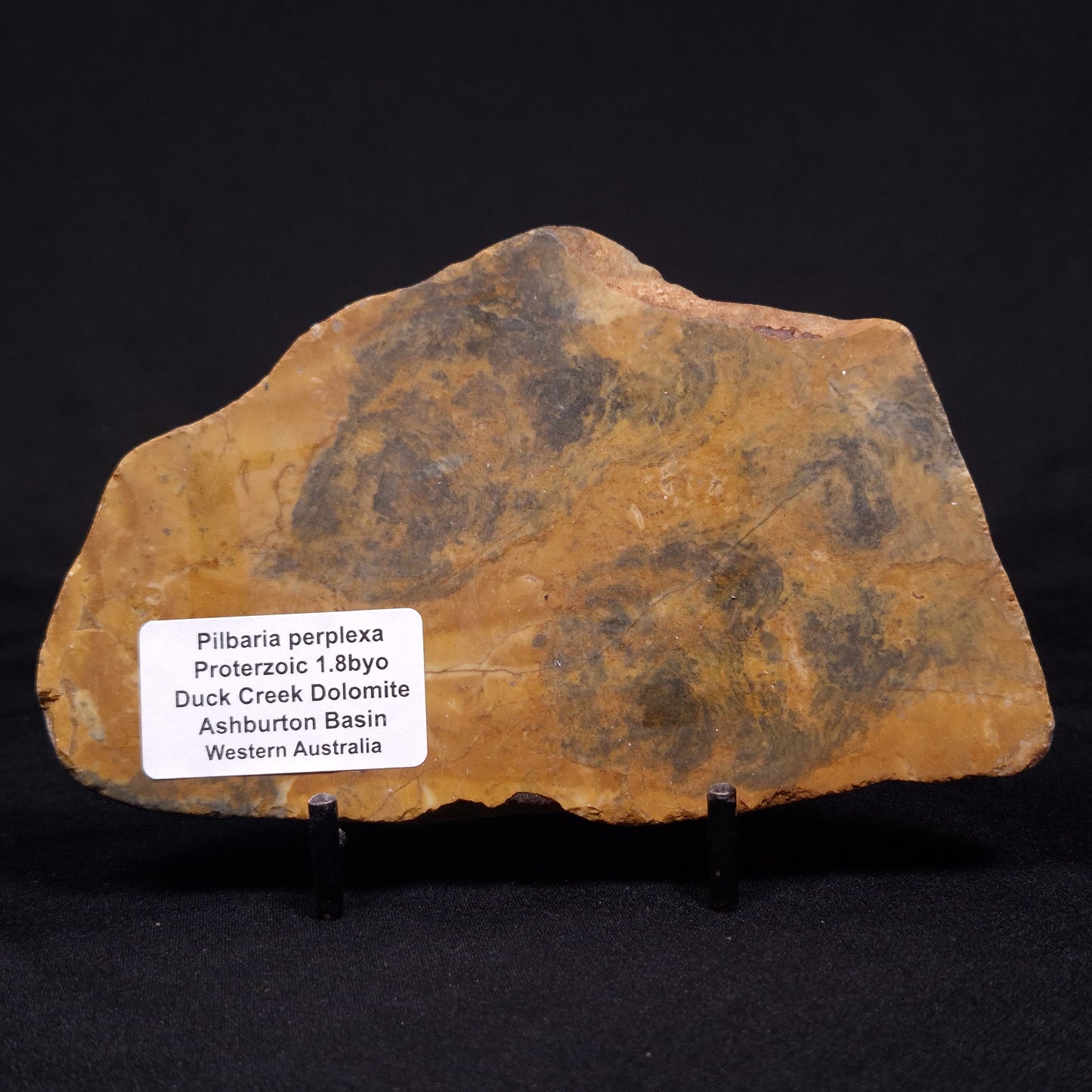 PILBARIA PERPLEXA STROMATOLITE, Australia ZPP010