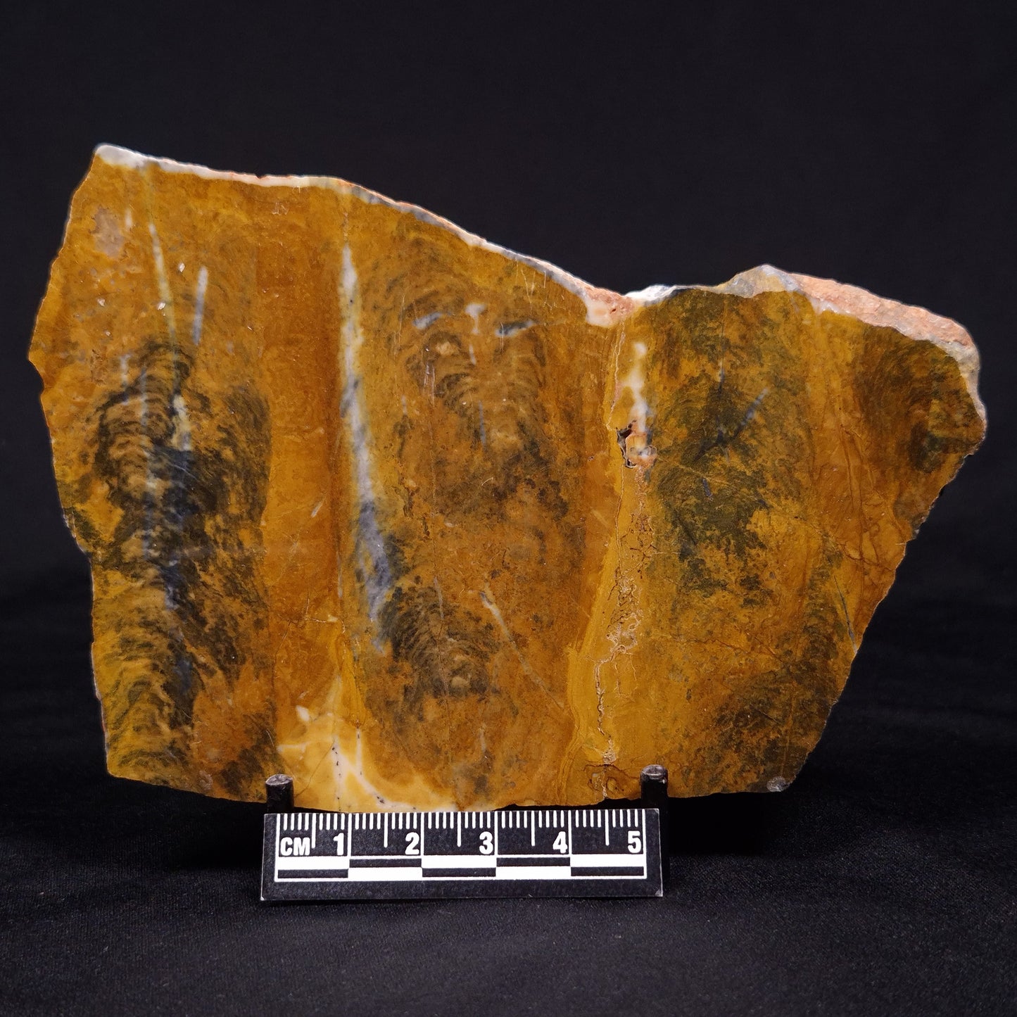 PILBARIA PERPLEXA STROMATOLITE, Australia ZPP011