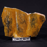 PILBARIA PERPLEXA STROMATOLITE, Australia ZPP011