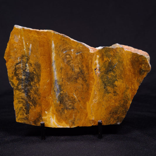 PILBARIA PERPLEXA STROMATOLITE, Australia ZPP011