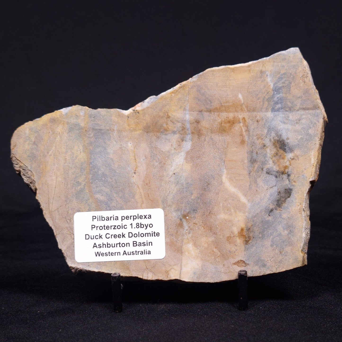 PILBARIA PERPLEXA STROMATOLITE, Australia ZPP011