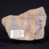 PILBARIA PERPLEXA STROMATOLITE, Australia ZPP011