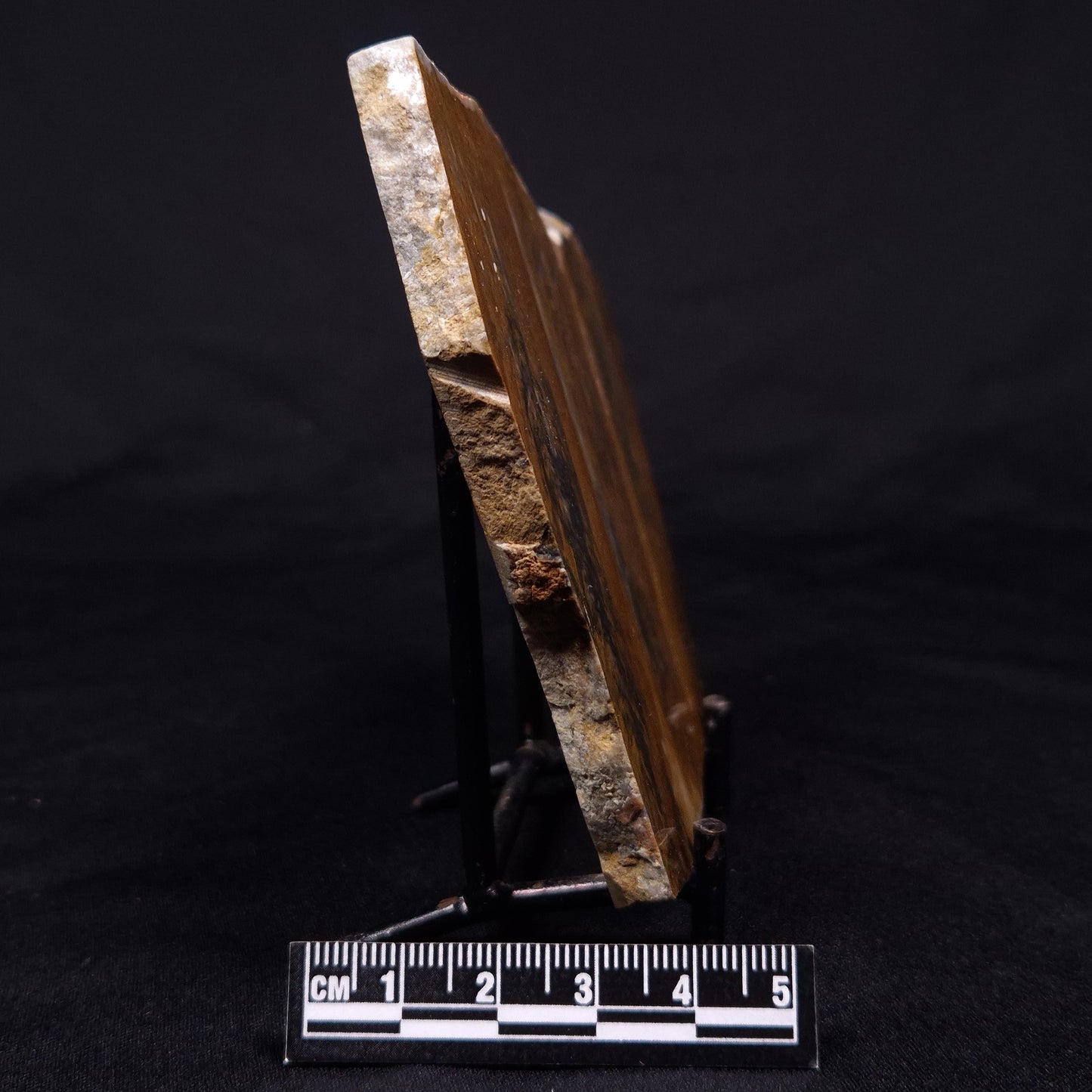 PILBARIA PERPLEXA STROMATOLITE, Australia ZPP011