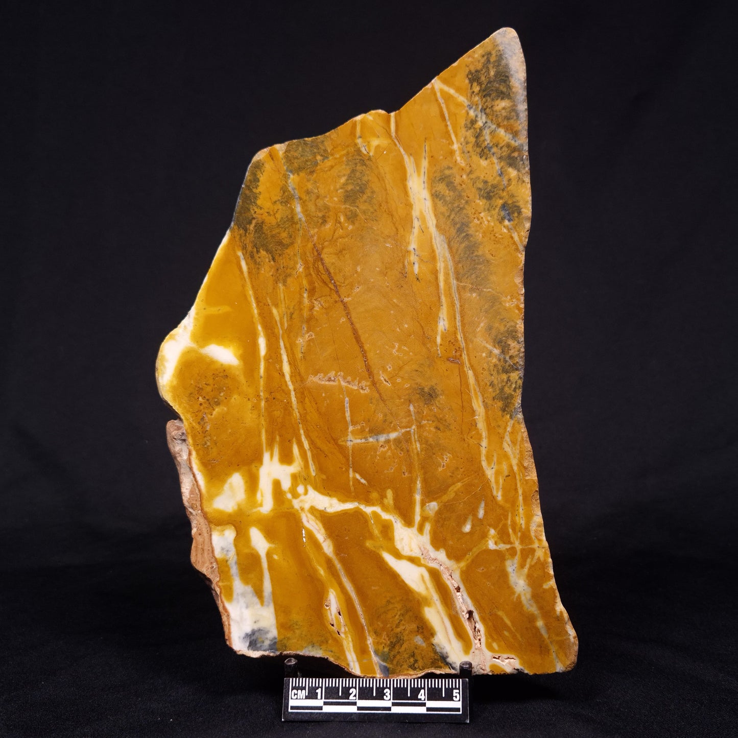 PILBARIA PERPLEXA STROMATOLITE, Australia ZPP012