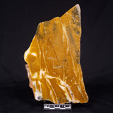 PILBARIA PERPLEXA STROMATOLITE, Australia ZPP012