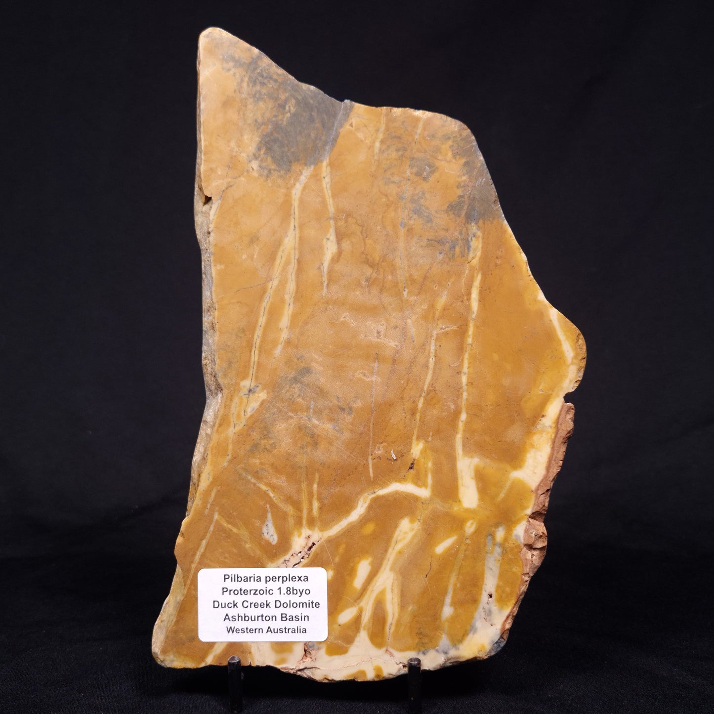 PILBARIA PERPLEXA STROMATOLITE, Australia ZPP012