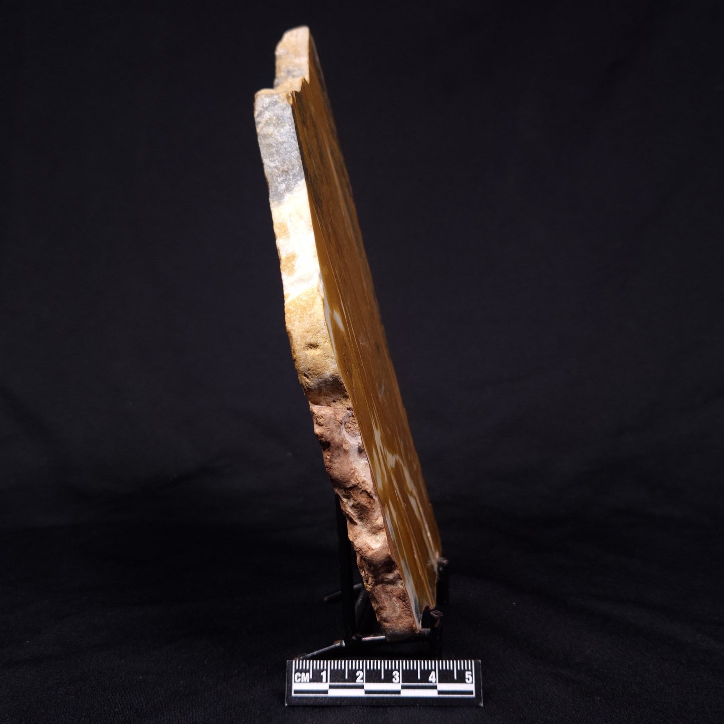 PILBARIA PERPLEXA STROMATOLITE, Australia ZPP012