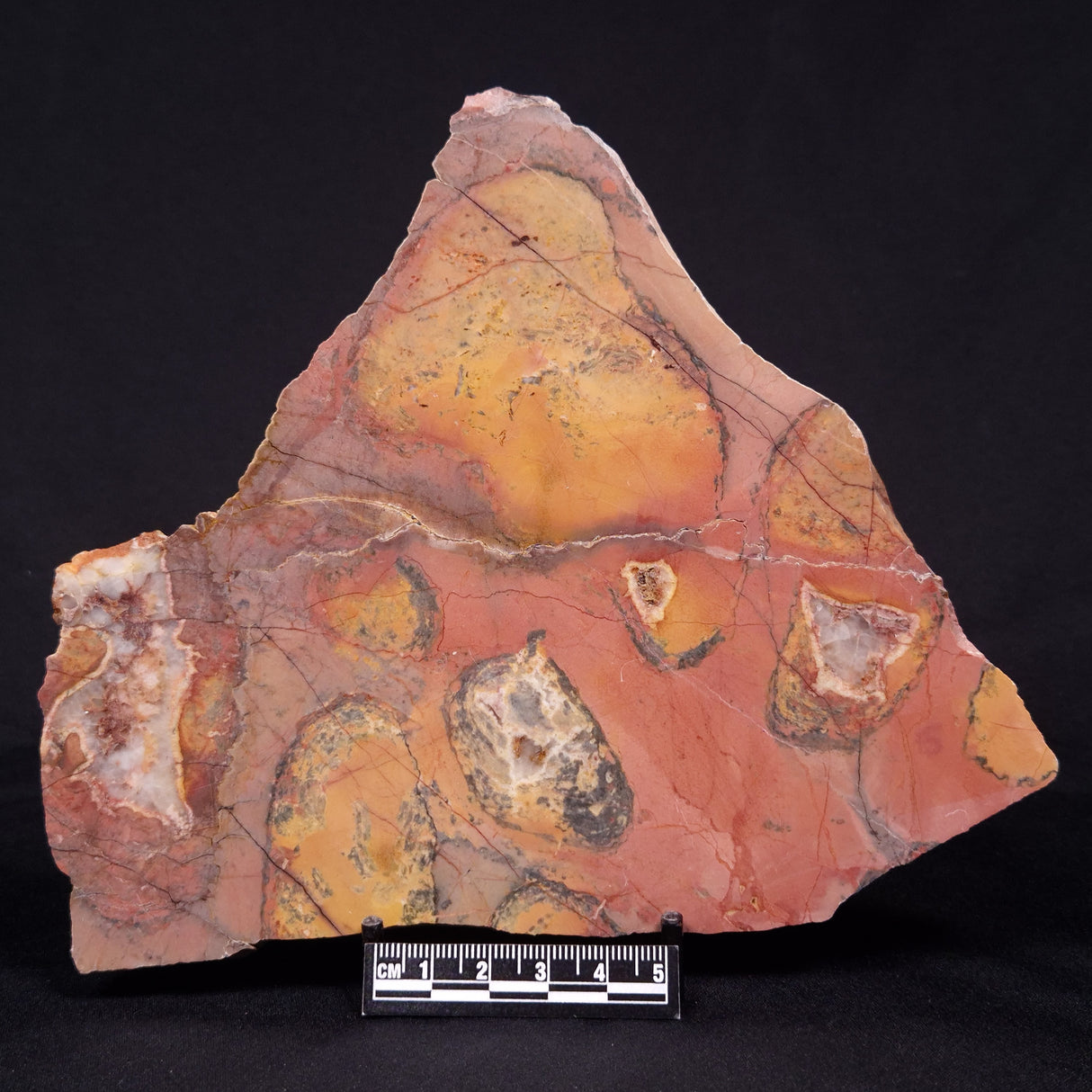 PILBARIA PERPLEXA STROMATOLITE, Australia ZPP013